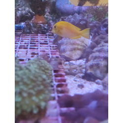 Acanthurus olivaceus S